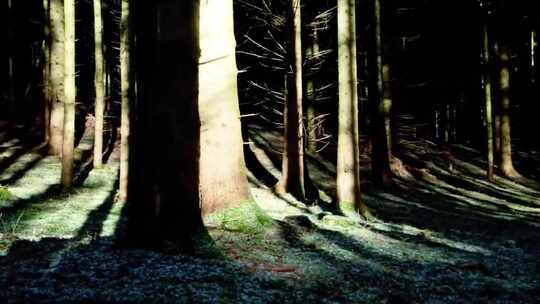 光影打在黑暗森林中的树干上大片既视感延时视频素材模板下载