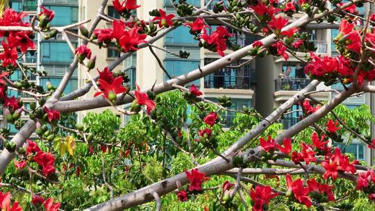 盛开的木棉花特写