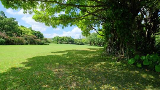 夏天蓝天白云阳光草坪草地绿地树林森林公园