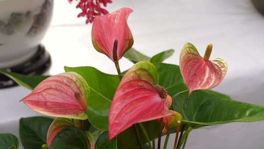 花烛 红鹅掌 红掌 花卉植物 鲜花 观赏