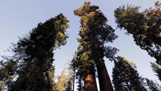 峡谷国家红杉树视频素材模板下载