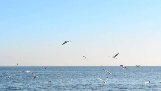 晴天海鸥在海前飞翔