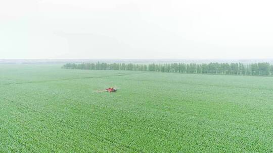 农业植保无人机喷洒农药现代科技东北玉米田