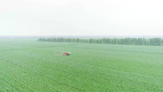 农业植保无人机喷洒农药现代科技东北玉米田视频素材模板下载