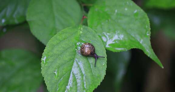 悠闲 蜗牛 缓慢爬行树叶雨水清新微距特写