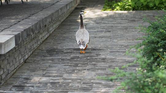 鸭子在街道上行走