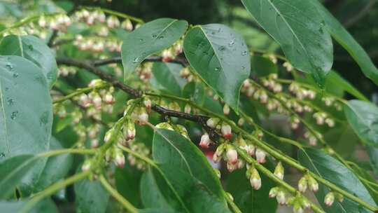 雨后鲜花上的水滴实拍