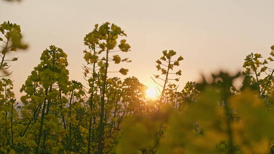 夕阳下油菜花特写