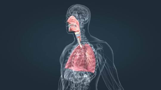 医学 人体 器官 肺部 呼吸 三维 动画