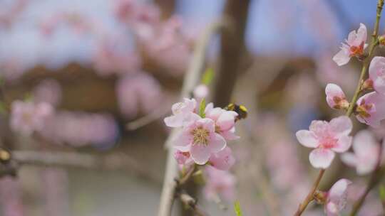 花，Bombus terrestris，