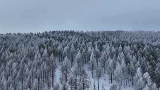 大兴安岭惊蛰时节雾凇雪景