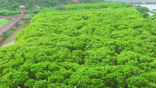 海边红树林 白鹭候鸟升格 栖息地航拍