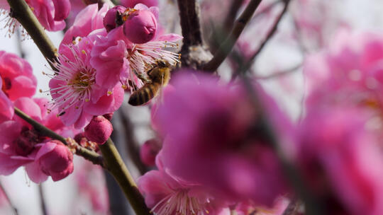 红色梅花盛开蜜蜂飞舞