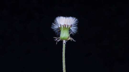 蒲公英种子绒球形成头状花序的延时
