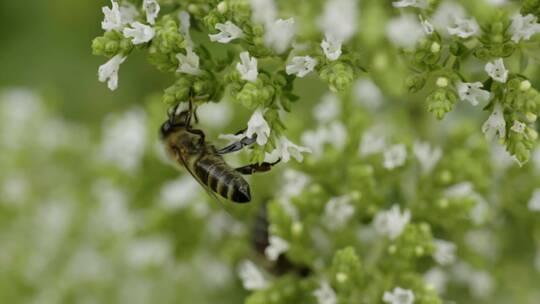 蜜蜂在给花朵授粉视频素材模板下载