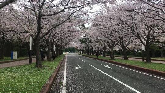 樱花树下