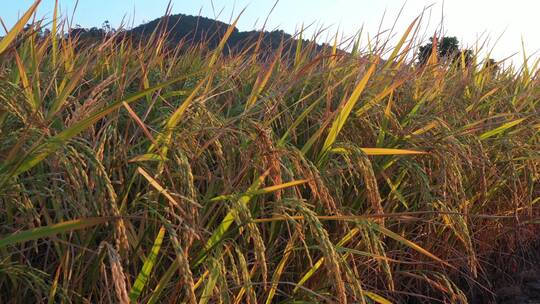 航拍秋天丰收金黄稻田4