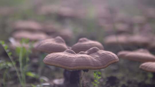 灵芝种植视频素材模板下载