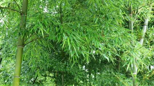 竹林竹叶禅意下雨天唯美空镜