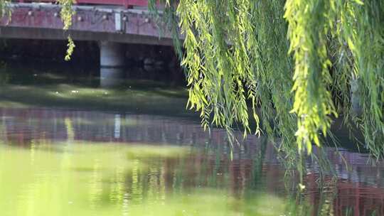 夏日公园河边的垂柳升格拍摄慢镜头