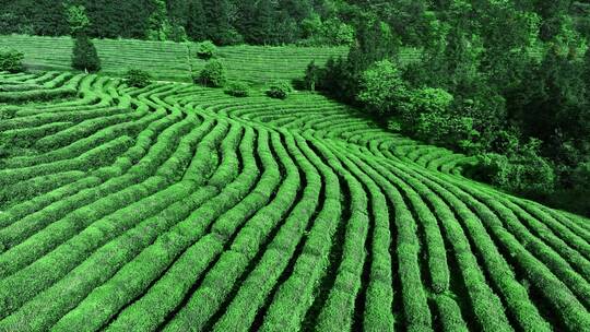 晴天茶园茶海茶山航拍