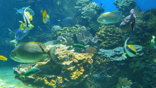 许多热带鱼的海底世界
