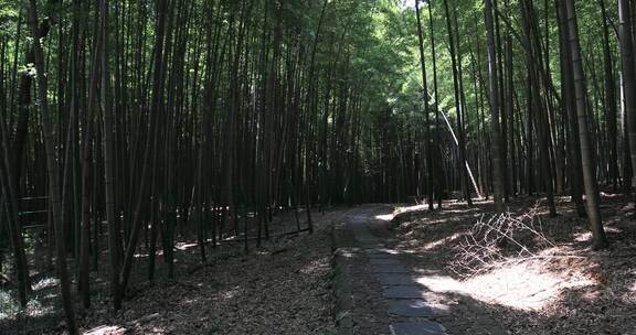 夏天阳光美丽的生态竹林竹海 常熟虞山宝岩