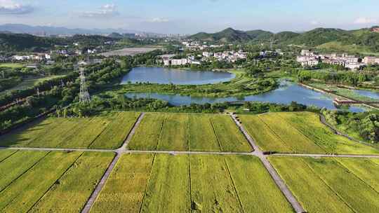 水稻秋收 美丽乡村 乡村振兴 五彩田园