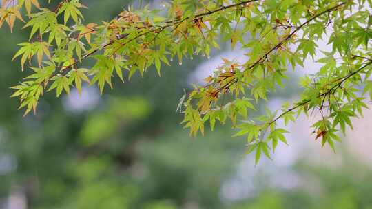 雨滴从绿色植物上落下唯美素材