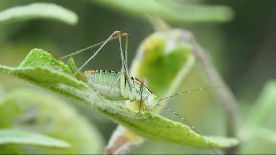 绿蚂蚱坐在树叶上。昆虫在吃东西。