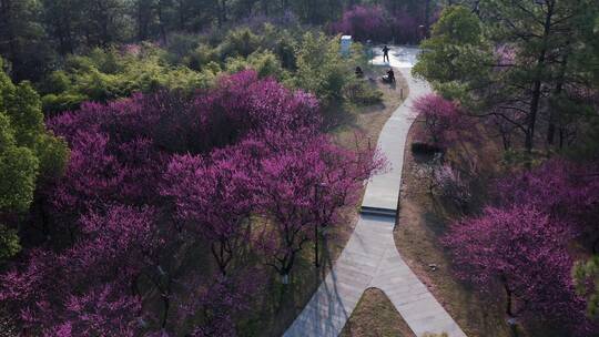 义乌香雪报春园红梅梅花园林景观航拍 合集