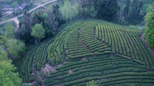 江塝茗园。茶园