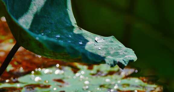 雨后荷叶上的露水珠