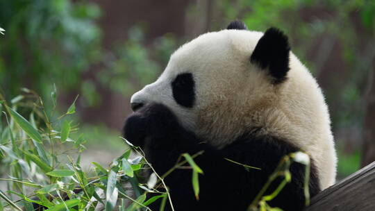 一只大熊猫在吃竹叶