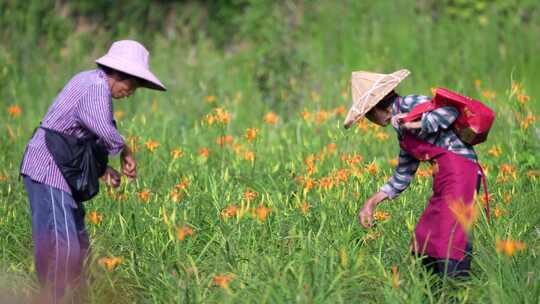 乡村农妇女采摘黄花菜种植基地丰收喜悦产品