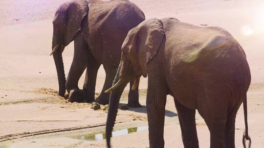 大象挖洞找水喝视频素材模板下载