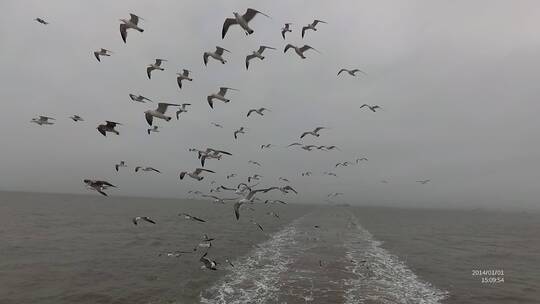 海鸥海鸟跟着行驶的轮船后海洋风光