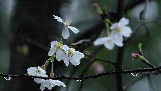 春天春雨樱花唯美升格空镜