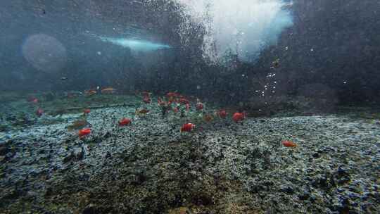 济南黑虎泉锦鲤水下世界