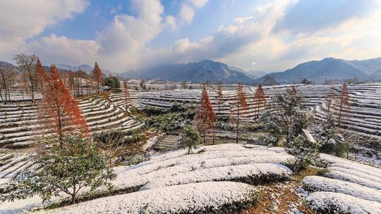 义乌大陈道人峰茶园雪景6K延时摄影