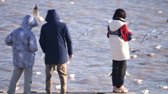 海边 飞禽 鸟类 游客 大海  群居鸟类