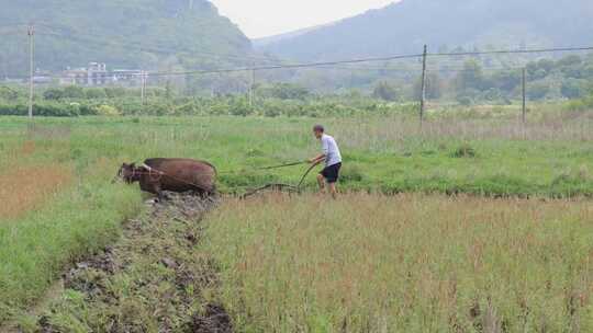 牛在田间耕地的场景 牛犁田