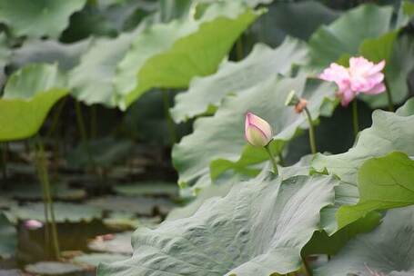 晨雾的面纱 夏晨曙光 夏日清晨 公园