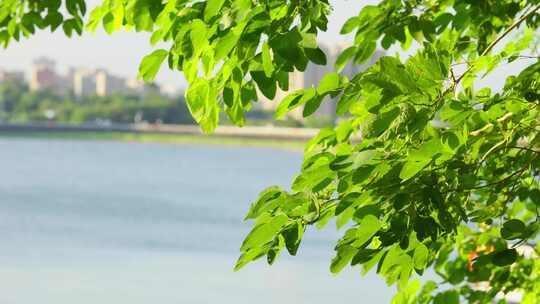 夏天唯美清新树叶空境