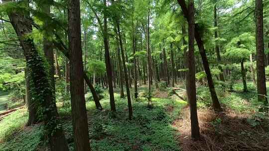 穿越机航拍扬州高邮清水潭树林阳光鸟类栖息