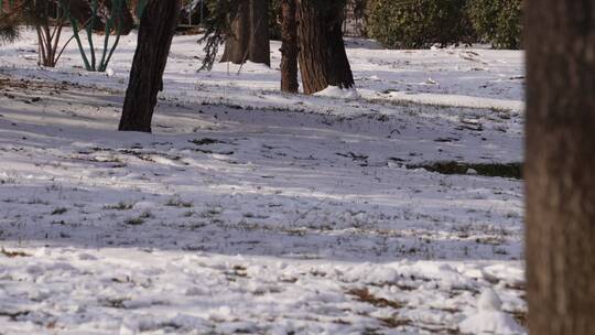 冬季下雪树林孩子打雪仗玩雪