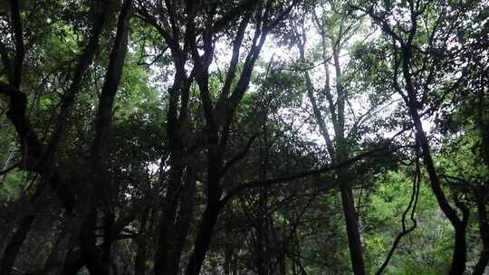 浙江温州泰顺县乌岩岭白天山林视频素材模板下载