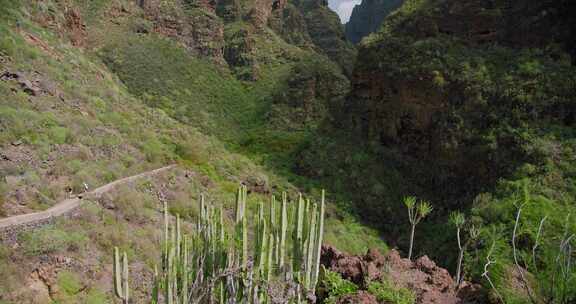 西班牙，特内里费岛，山脉，森林