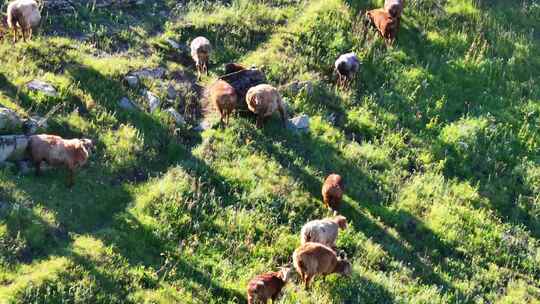 草原，放牧，牛羊，树林C