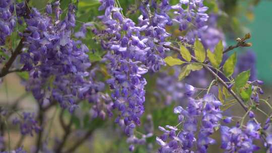 紫藤花花朵花瓣花开